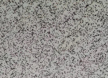 Decorative Acrylic Sheet