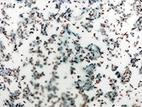 Decorative Acrylic Sheet